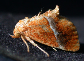 Yellow-shouldered Slug